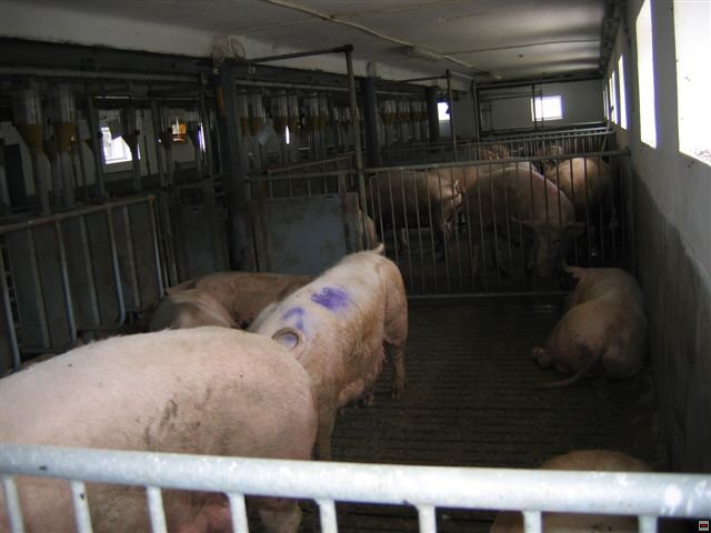 Troubelice 2006 040.jpg
